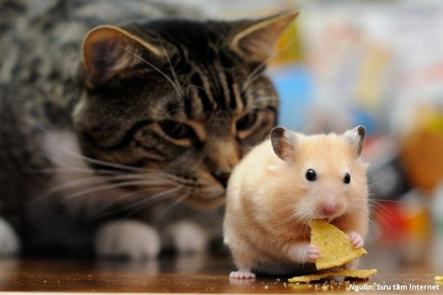 Mèo ăn chuột hamster