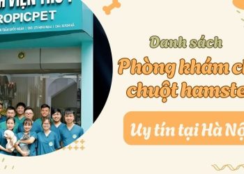 Danh sách phòng khám hamster hà nội uy tín