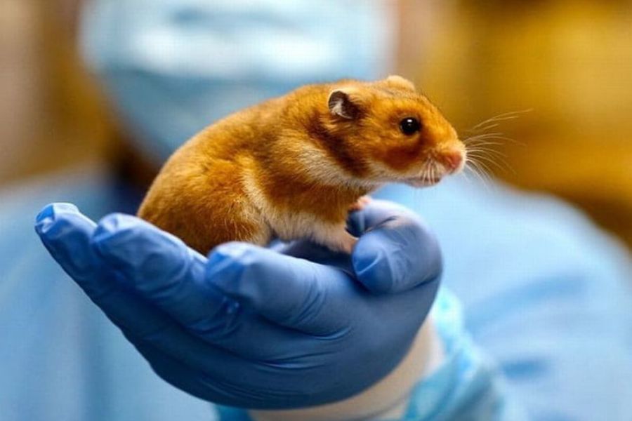 Phòng khám thú y hamster HCM tại Quận 1