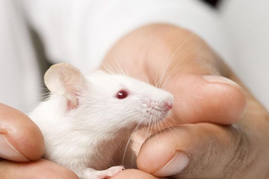 Phòng khám thú y hamster HCM tại Quận 10