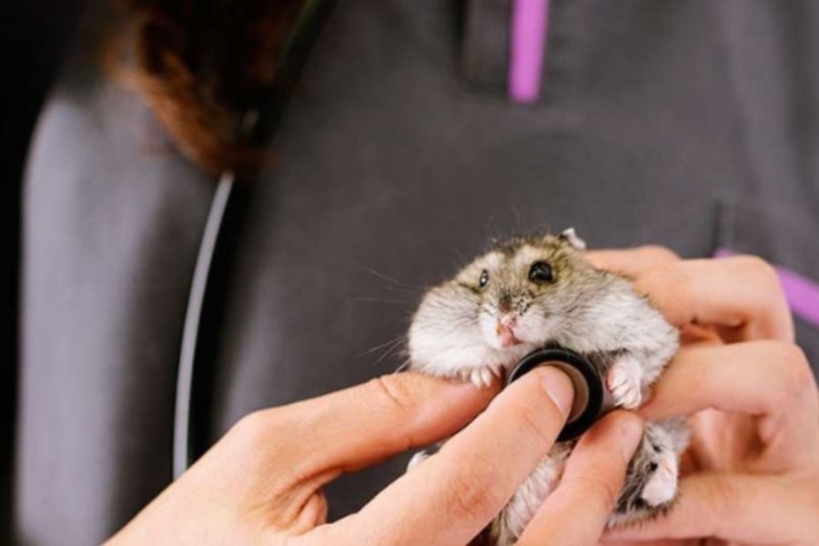 Phòng khám thú y hamster HCM tại Quận Bình Chánh 