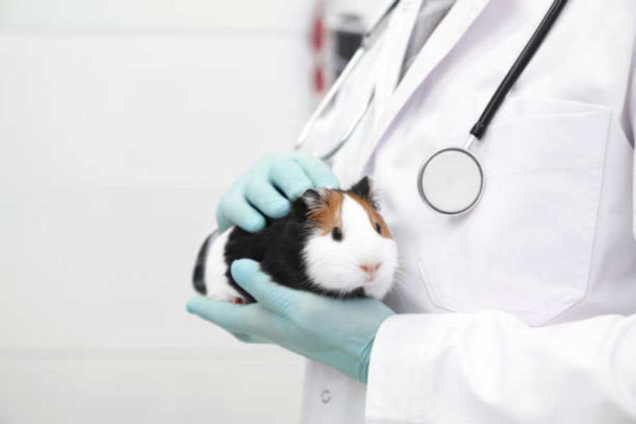 Tips chọn phòng khám thú y hamster HCM