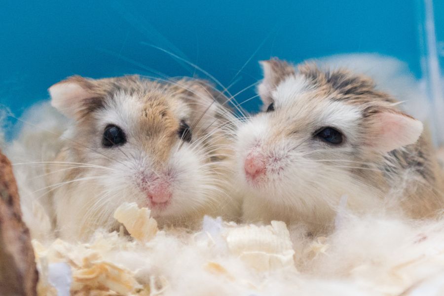 Tên theo cặp cho hamster