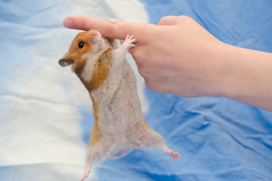 Tên dẹp cho hamster