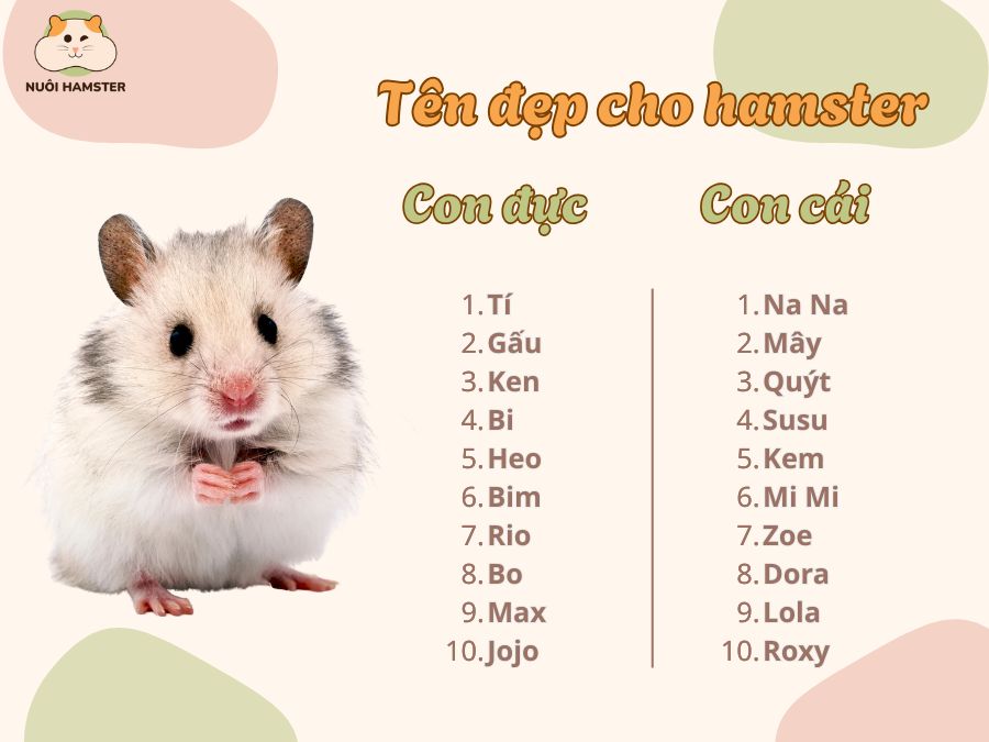 Đặt tên theo giới tính hamster