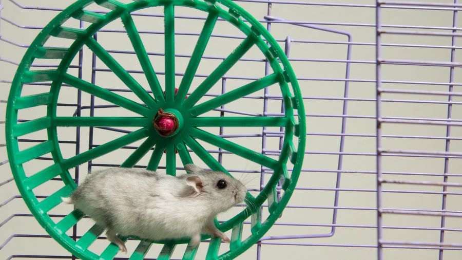 Chuột hamster có thể chạy hơn 9km
