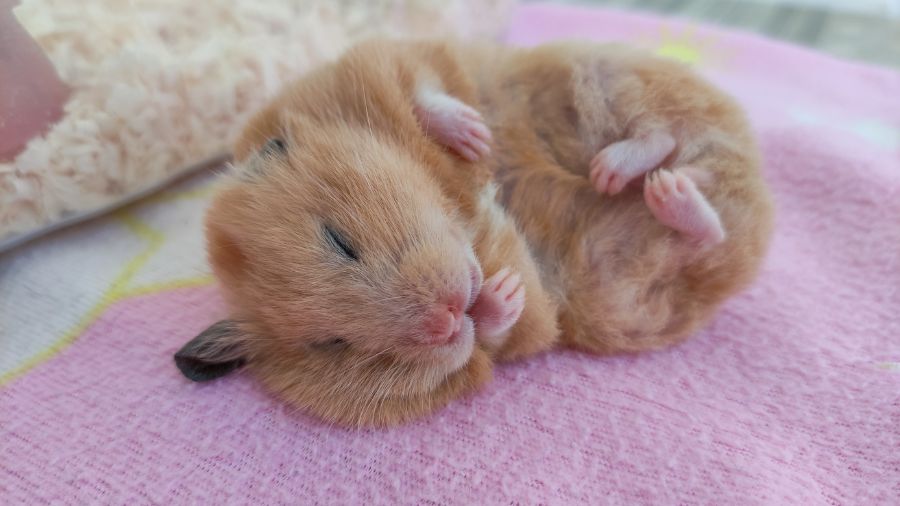 Hamster thuộc loài hoạt động vào ban đêm