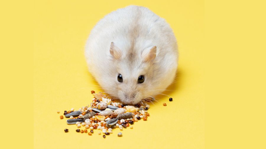 Chuột hamster có thể tích trữ đồ ăn