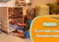 Vị trí đặt chuồng hamster hợp lý