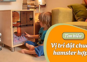 Vị trí đặt chuồng hamster hợp lý