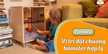 Vị trí đặt chuồng hamster hợp lý